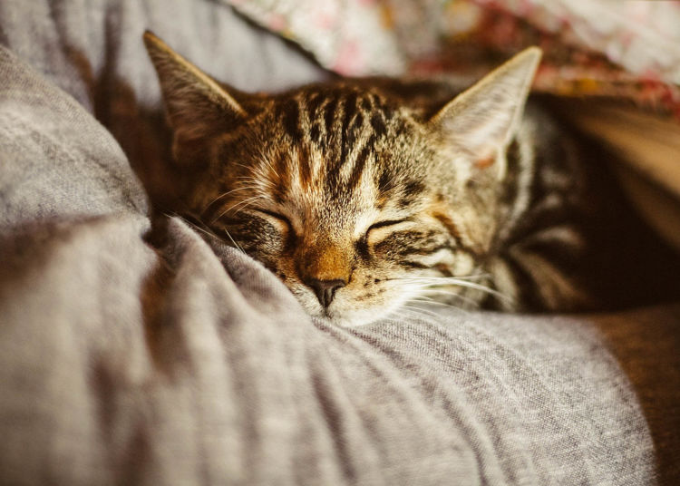 Hanftropfen für Katzen